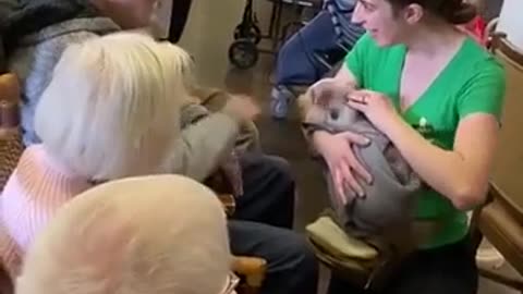 🐷 Meet Pat the Pig, the Unexpected Hero! | FunFM