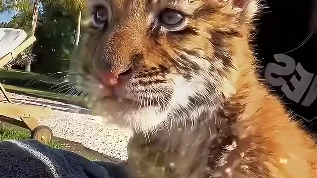 A tiger cub was raised by a kind-hearted woman