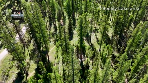 Drone footage high above Seeley Lake area and 'Gus' the world's largest larch tree