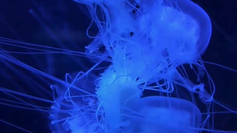 Jelly Fish #art #shorts #love #sea #fishing