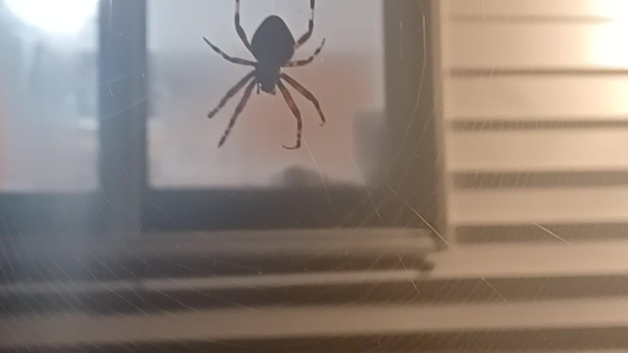 Spotted orb weaver 1