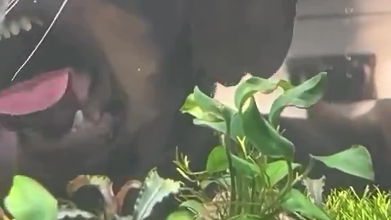 Never seen something like this before