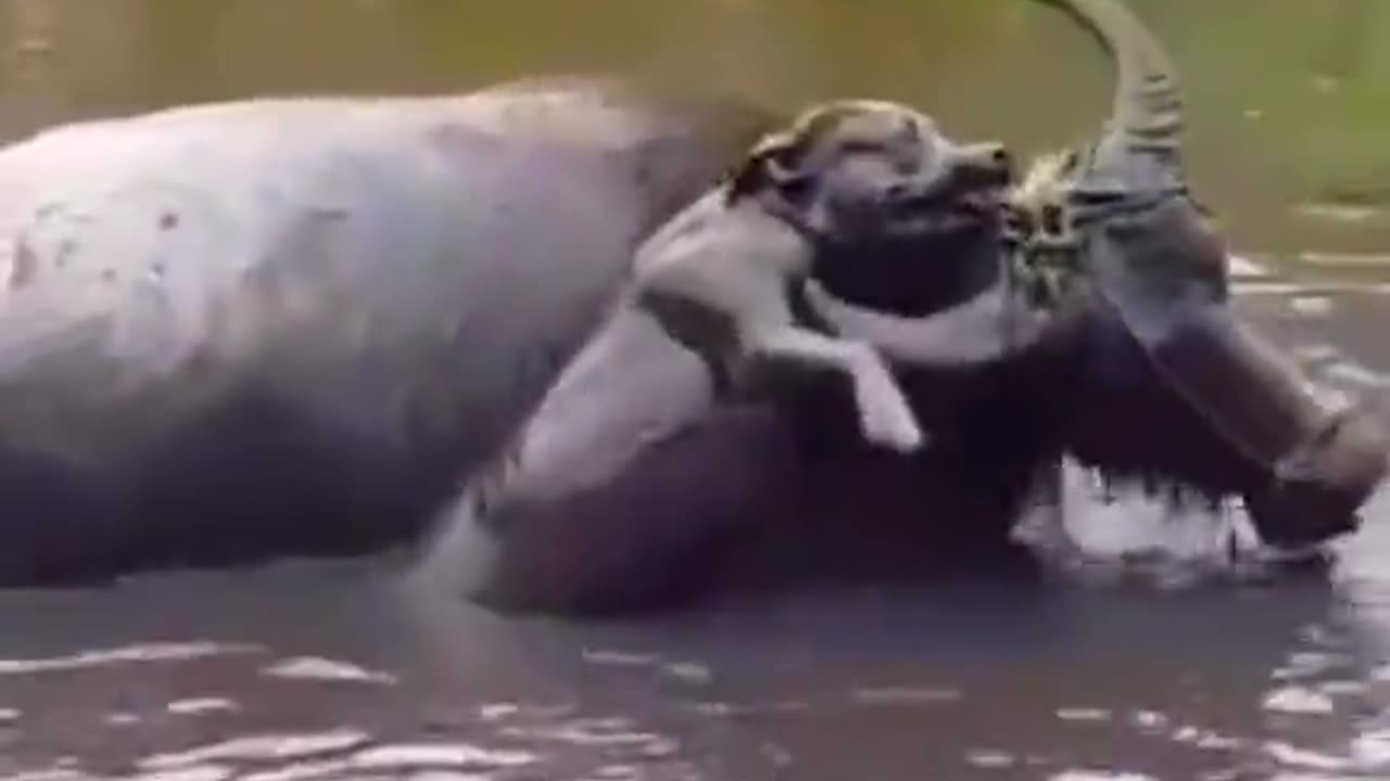Pitbull attacks and holds a buffalo