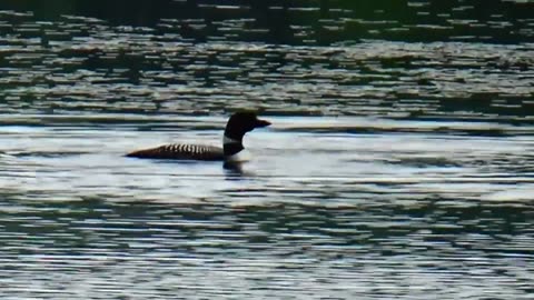 Loon
