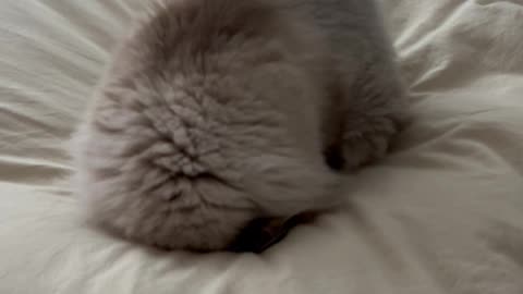 Cat Tries To Burrow Away From Crying Kid