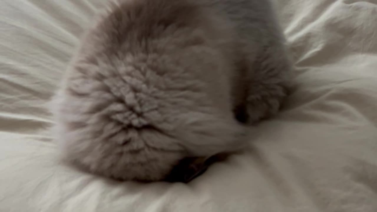Cat Tries To Burrow Away From Crying Kid