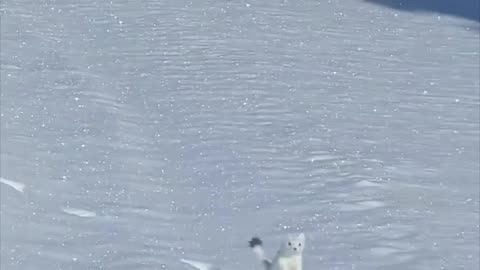 Adventurer Gets a Surprise Guest on Snowmobile Trip