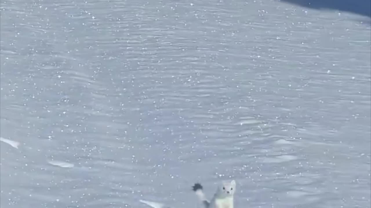 Adventurer Gets a Surprise Guest on Snowmobile Trip