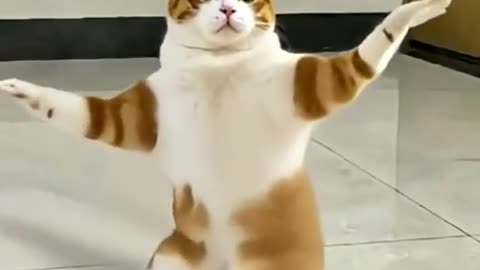 Let’s dance with lovely cat. #cat #home #lifeisbutadream #interiordesign