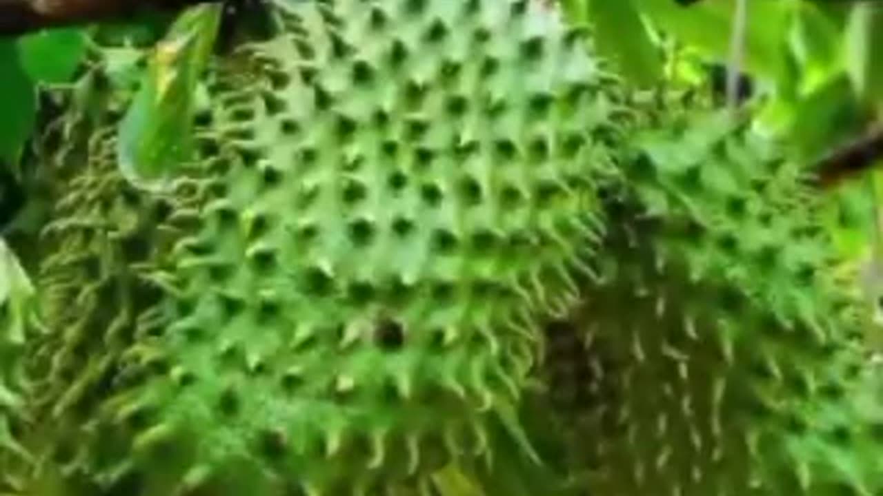 Dicas saudáveis 1