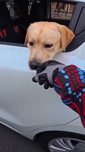 Motorcycle Rider Stops to Pet Dog