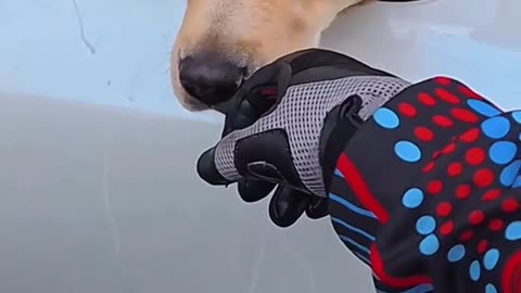 Motorcycle Rider Stops to Pet Dog