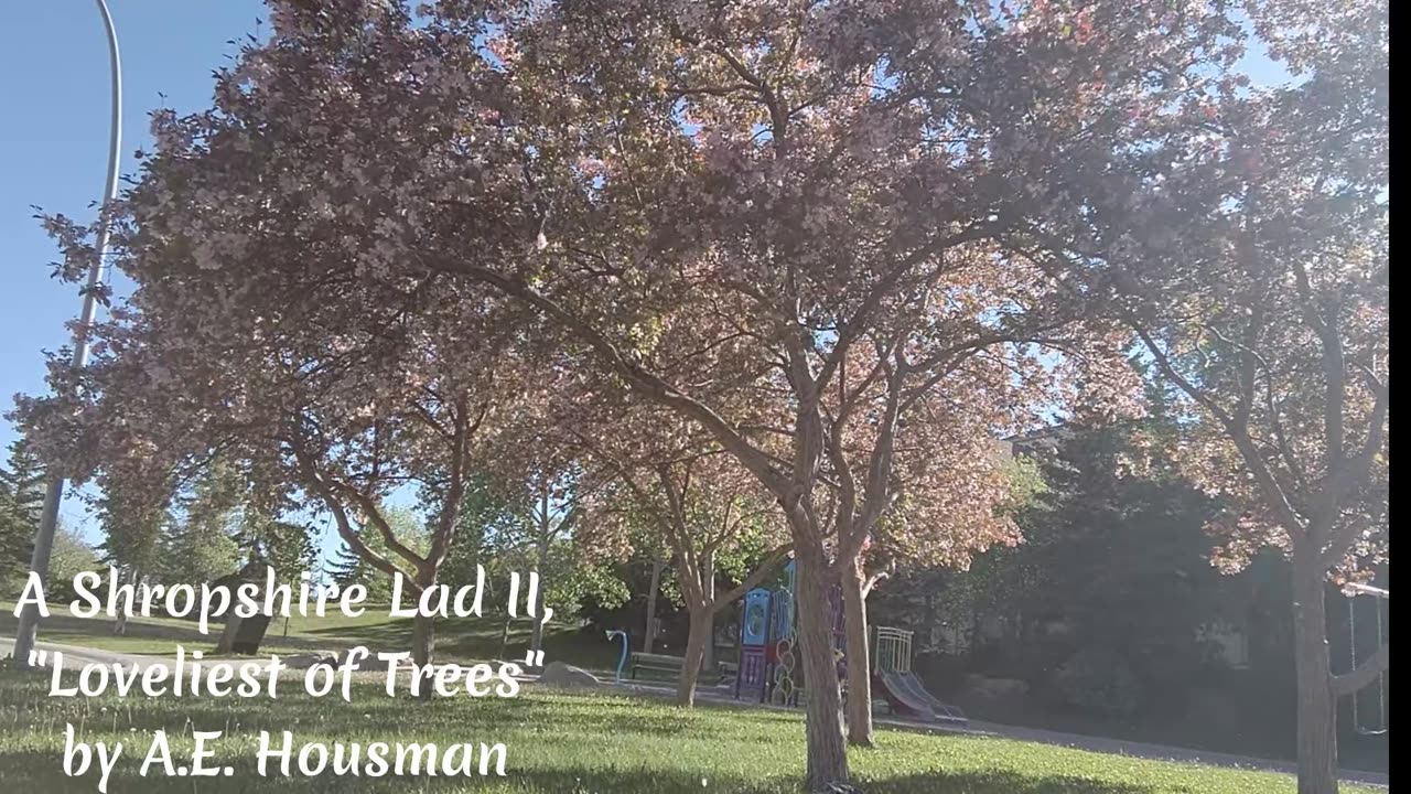 A Shropshire Lad II, "Loveliest of Trees," by A.E. Housman, read by Stephen Bauhart.