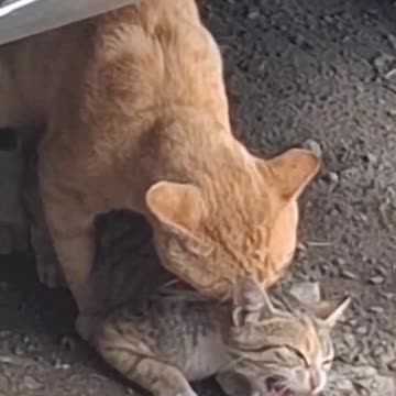 Cat mating