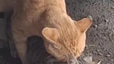 Cat mating