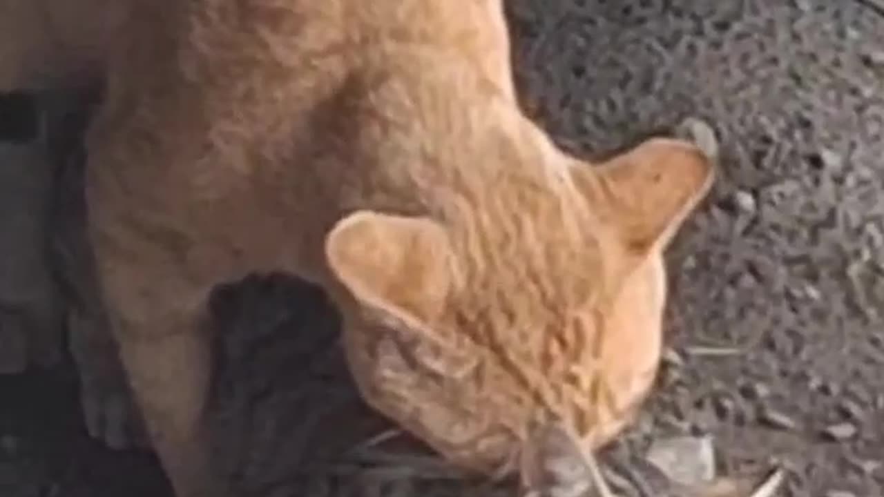 Cat mating