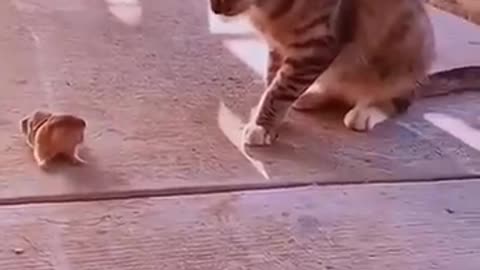 Funny cats