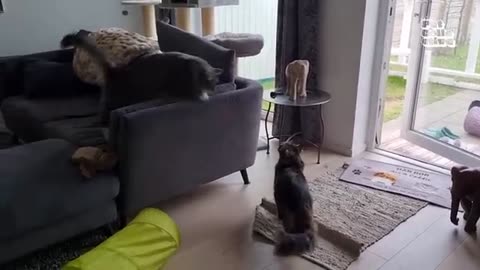 FUNNY AND CUTE PETS.