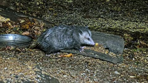 A feeding opossum 🦡😋🙂 - USA