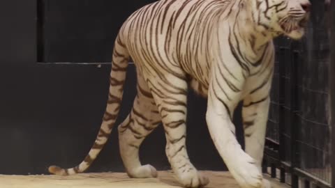 Can He Jump Higher Than The Tiger_ World Record Attempt!