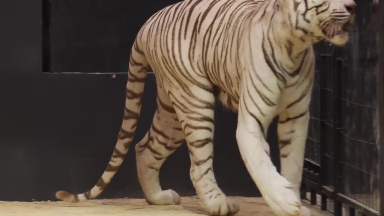 Can He Jump Higher Than The Tiger_ World Record Attempt!