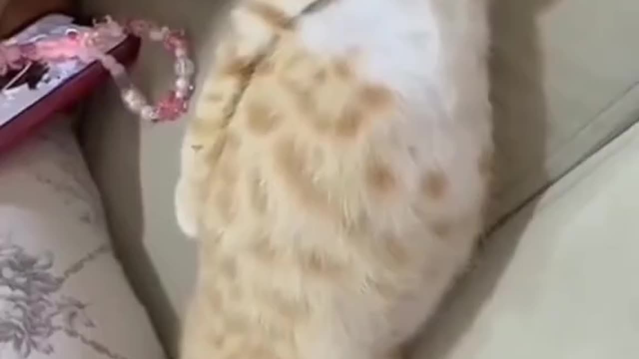 Stupid Cats🐱Crap Poopers😂Collection 12