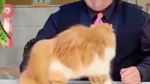 dogs, cute dogs, funny dog videos, animals, pets, adorable animals, puppy videos, dog compilation,