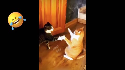 Funy cats