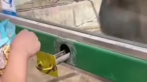 Pets in Action: Funniest Animal Videos of the Year!🤣😂