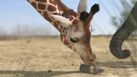 Wildlife Video