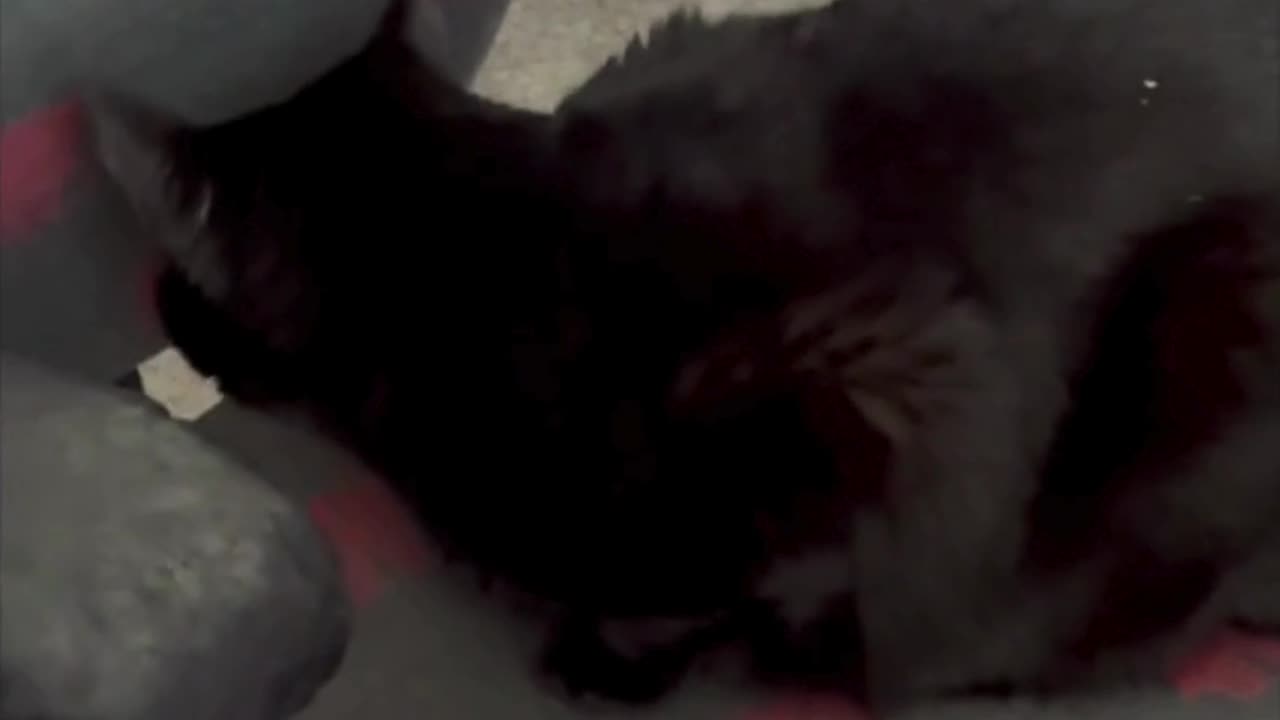 Precious Piper Watches Office Activities While Hidden - Adopting a Cat from a Shelter Vlog #shorts