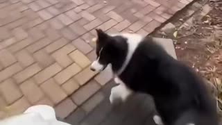 Born For Speed