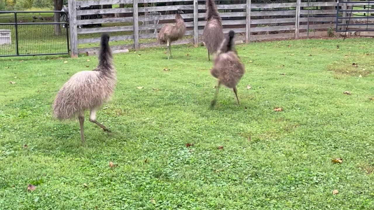 Emu dance party !!!