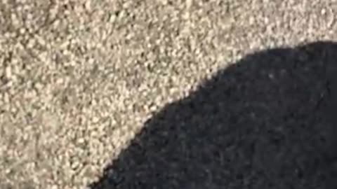 Arlington Auto "fluff"