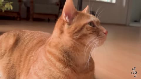 A day in a Cats Life