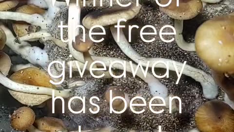 Winner Of Our Free Giveaway!