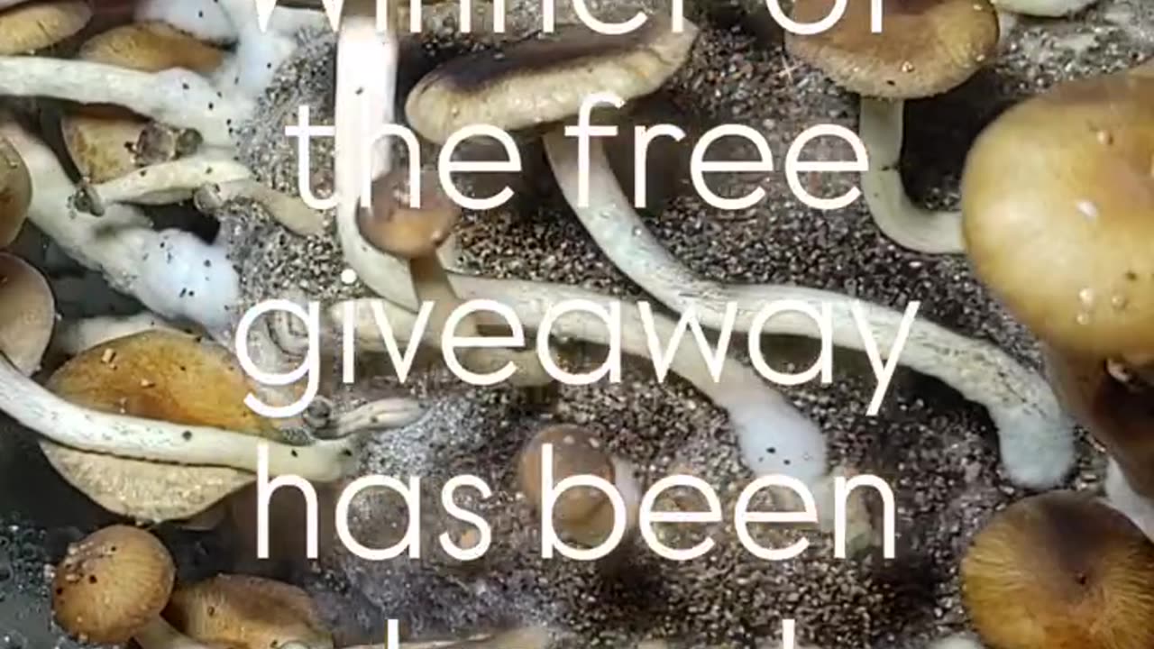 Winner Of Our Free Giveaway!