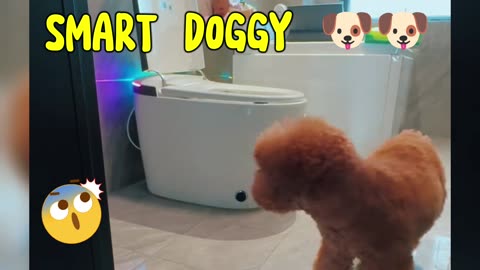 SMART DOGGY 🐶🐶😀😀