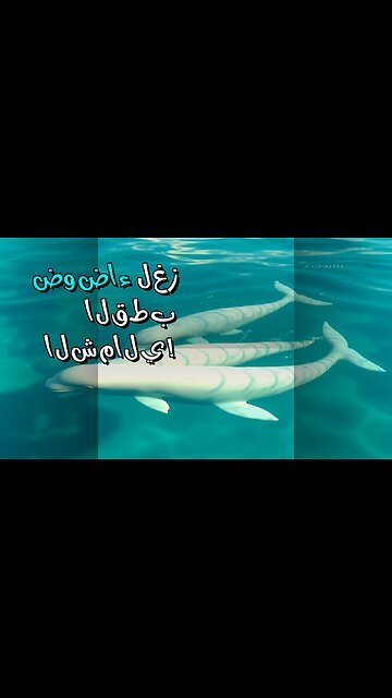 سر الضوضاء الغامضة في القطب الشمالي!