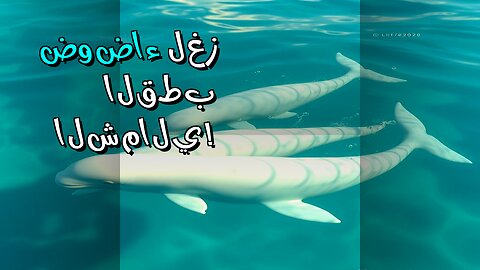 سر الضوضاء الغامضة في القطب الشمالي!