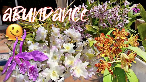 Diverse Collection of Orchids In Bloom | The Patio in S'ern Spain is FULL of Color 🙌🏼 #ninjaorchids