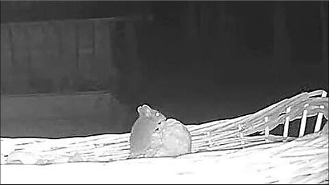 Mouse What to eat here❓❓ Such a selection of delicacies 🐭🥜🍪😋🤗