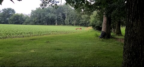 Evening Grazing