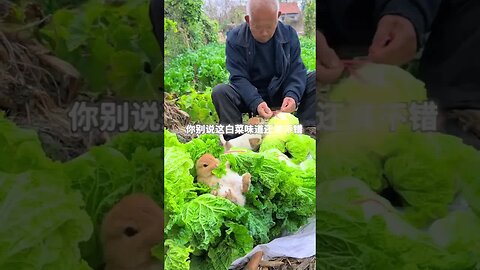 The dog and the little rabbit go to the field to work with grandpa. Cute pet debut plan. Rabbit.