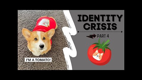 Talking Dog Thinks He is a TOMATO! #shorts #funny #love #life #corgi