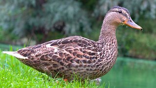 Cautious and Ever Vigilant Mother Hen Gets Oats