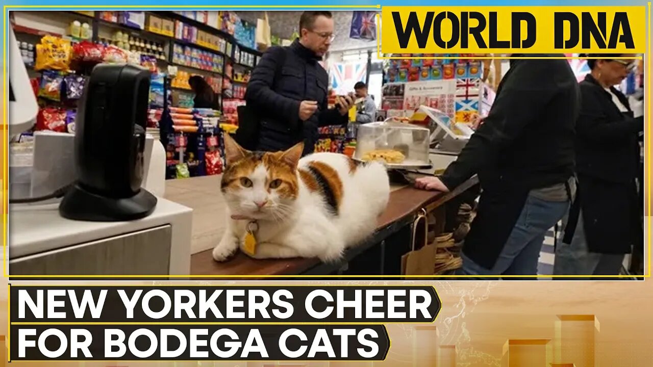 New York: Save 'Bodega Cats' Petition Moved