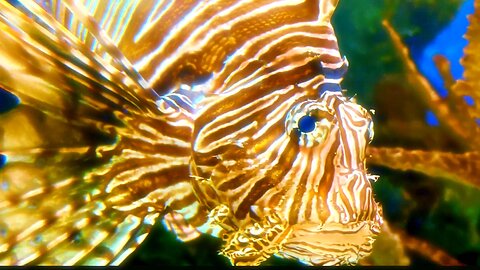 Pamela Storch - Magical Worlds (Official 4K Music Video)