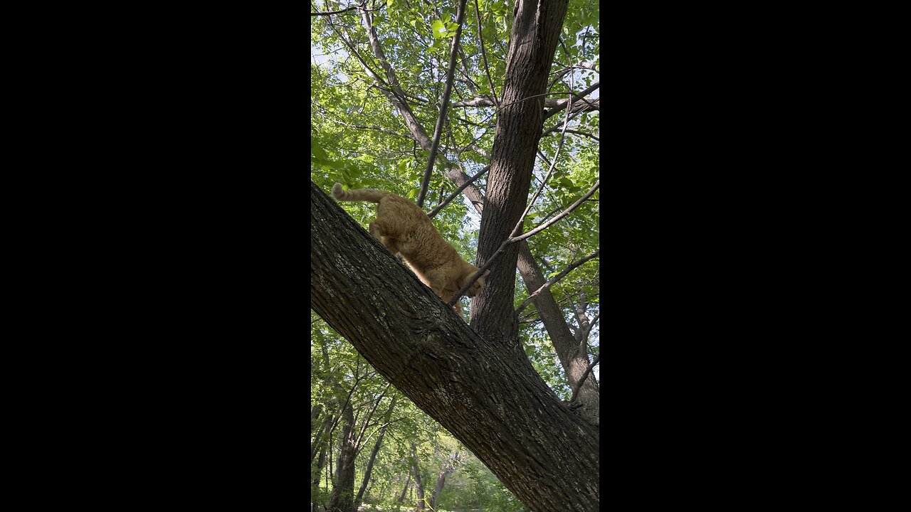 Rijik 🐈 in nature.