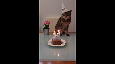 Today is a very special day… It's my cat’s birthday! 🐱🎂